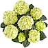 Hortensia, Hydrangea Macrophylla, 21 cm potte