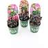 Hortensia Black Diamond i potcover, 17 cm potte
