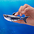 Robo Alive Shark vandaktiveret legetøj – flere varianter - assorteret