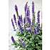 Stauder, 19 cm potte