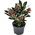 Skimmia, Skimmia japonica Rubella, 13 cm potte