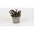 Stenbræk, Saxifraga, 12 cm potte