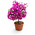 Trillingranke, Bougainvillea, 18 cm potte