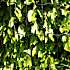 HORTUS havehegn PVC-fri, 5 x 10 cm, 120 cm x 25 m - sort