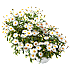 Marguerit, Leucanthemum, 10,5 cm potte