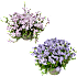 Floks, Phlox, 12 cm potte
