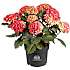 Hortensia, Hydrangea Macrophylla, 21 cm potte