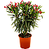 Nerie, Nerium Oleander, 25 cm potte