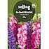 Salling blomsterløg Gladiolus