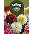 Salling blomsterløg Dahlia - Dinnerplate mix