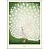 Peacock - 50x70 cm