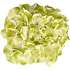 Hortensia, Hydrangea Macrophylla, 21 cm potte