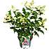 Hortensia paniculata, 23 cm potte