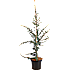 Cedertræ, Cedrus Libani Glauca, 32 cm potte