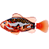 Robo alive robot fisk– flere varianter - assorteret