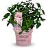 Hortensia Groundbreaker Blush, 14 cm potte