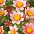 Salling blomsterløg Dahlia Topmix Salmon