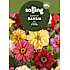 Salling blomsterløg Dahlia - Blody Mary mix