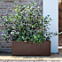 Millennium krukke 99x39x39 cm med hjul - brun
