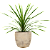 Kålpalme, Cordyline indivisa, 20 cm potte