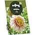 Salling blomsterløg Dahlia - Polka