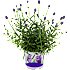 Lavendel, Thumbelina, 11 cm potte