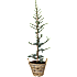Cedertræ, Cedrus Libani Glauca, 30 cm kurv