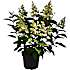 Hortensia paniculata, 23 cm potte