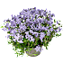 Floks, Phlox, 12 cm potte