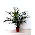 Fønikspalme, Phoenix Canariensis, 20 cm potte