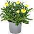 Evighedsblomst, Xerochrysum, 13 cm potte