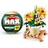Max Build have planter - Cosmos Sulphureus