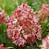 Hortensia Groundbreaker Blush, 14 cm potte