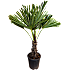 Hørpalme, Trachycarpus Fortunei, 33 cm potte