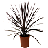 Kålpalme, Cordyline australis, 20 cm potte