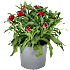Evighedsblomst, Xerochrysum, 13 cm potte