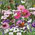 Salling frøblanding Blomstereng-  bi- og sommerfuglevenlig