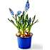 Perlehyacint, Muscari, 9 cm potte