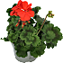 Pelargonie, 11 cm potte