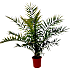 Fønikspalme, Phoenix Canariensis, 18 cm potte