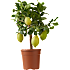 Citrustræ, 26 cm potte