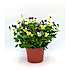 Stedmoderblomst øko - 15 cm potte
