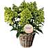Hortensia paniculata, 30 cm kurv