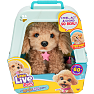 Little Live Pets Really Real Puppy Cavoodlen Curley