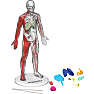 Discovery Mindblown 3D menneskelig anatomi