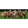 Puslespil Haflinger Horses - 1000 Panorama