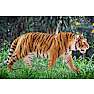 Schleich Tiger