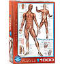 Puslespil The Muscular System - 1000 brikker