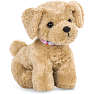 Our generation Goldendoodle hvalp