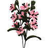 1conzept piberenserblomst - blomstergren